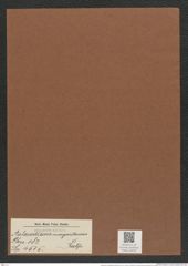 Aulacodiscus margaritaceus Ralfs (de-Toni-Nr.: Genus 182, Species 4515) Zeichnungen Sammlung Grunow Mappe 04433 (Herbarium_W_Grunow_drawings_Folder_04433)